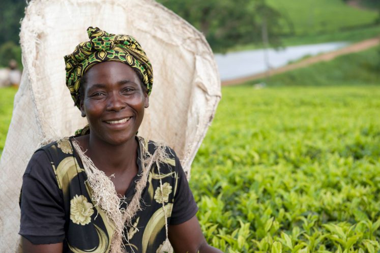 Satemwa Tea Estate is a sustainable tea company in Malawi.